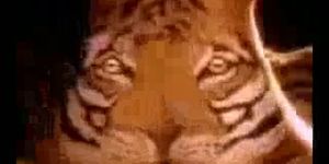 FUNNY PORN - Comment nourrir un tigre