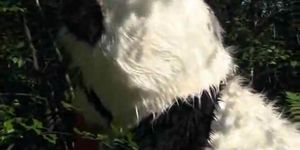 PANDA FUCK - Rotkäppchen fickt mit Panda im Wald (Ali Darling)