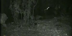 Petite Girl Pissing In The Woods Caught On Voyeur Nightcam