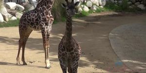 Atk Girlfriends - Maryjane Flashes Her Tits At The Zoo (Mary Jane Mayhem)