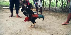 fight rooster