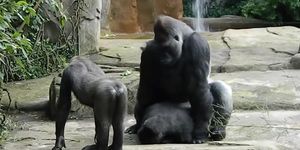 Really Hard Gorilla Like Sex (Johnny Sins, Mia Khalifa)
