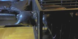 Rubber Puppy Bound in Cage (AI-Upscaled FHD)