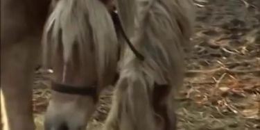 Watch Free Italian Porn Porn Videos On TNAFlix Porn Tube