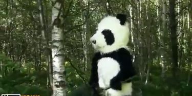 Webcam Erotica Jungle Of Pandas