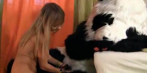 PANDA FUCK - Fête de jouets sexuels avec un panda en chaleur (Strap On)