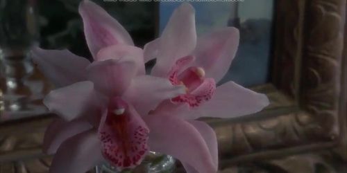 Wild Orchid - Carre Otis Sex Scene Compilation (1989)
