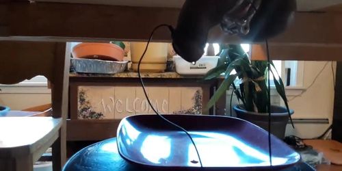 Third part of my day (Milking Table Estim) by Wife