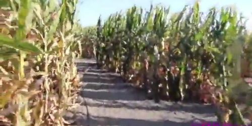 Blonde in a corn maze