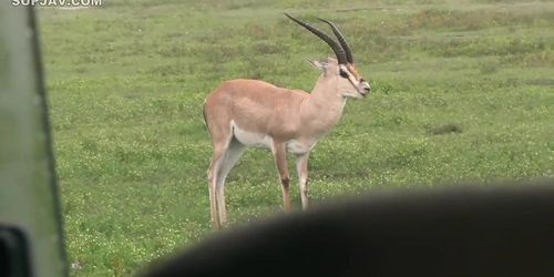 Japanese Beauty In Africa !