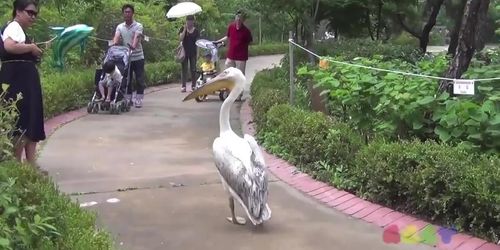 Pimp pelican