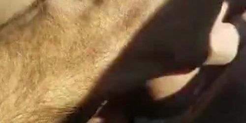Fucking the neighbors wife again