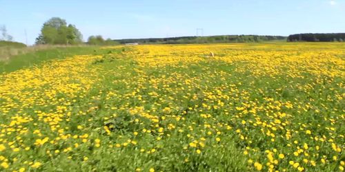 Casual from a Stranger Girl in the Flower Field