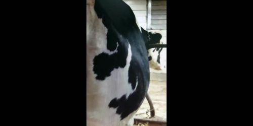 Xxx Cow Video Hd Sex 1080p - Cow Vore Edit - Tnaflix.com