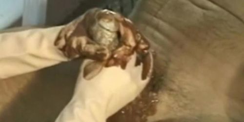 A Gentle Handjob Experience  Couple Cumshot Session