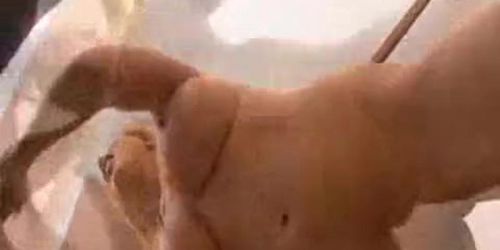 Gina Lynn fucked and facialized