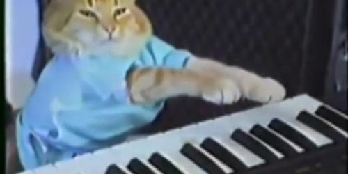 Charlie Schmidt's Keyboard Cat! - THE ORIGINAL! (Catherine Parris)