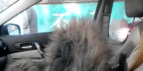 beijing china cock flash in car 5