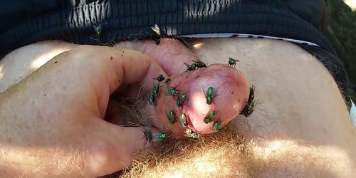 Green Flies on Dick Cock