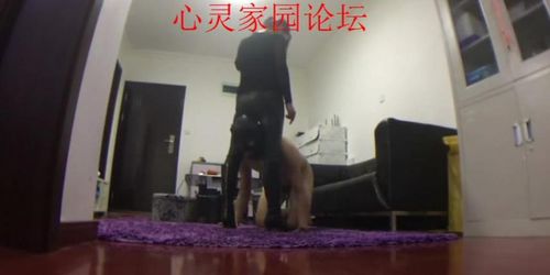 chinese femdom mistress leather boots dick trample and shoejob