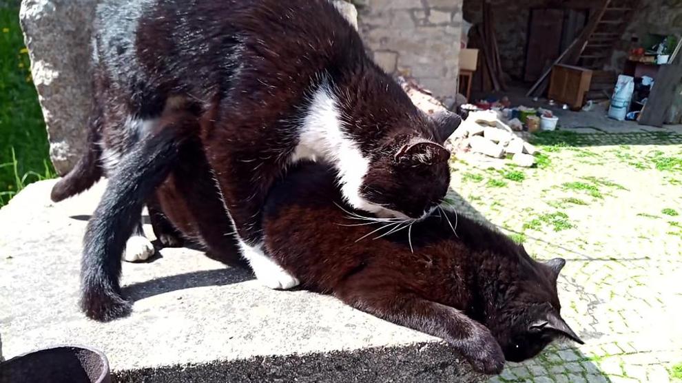 Big Cat Fucks Small Kitty Heroic Barking Dog Saves Small Kitten Porn