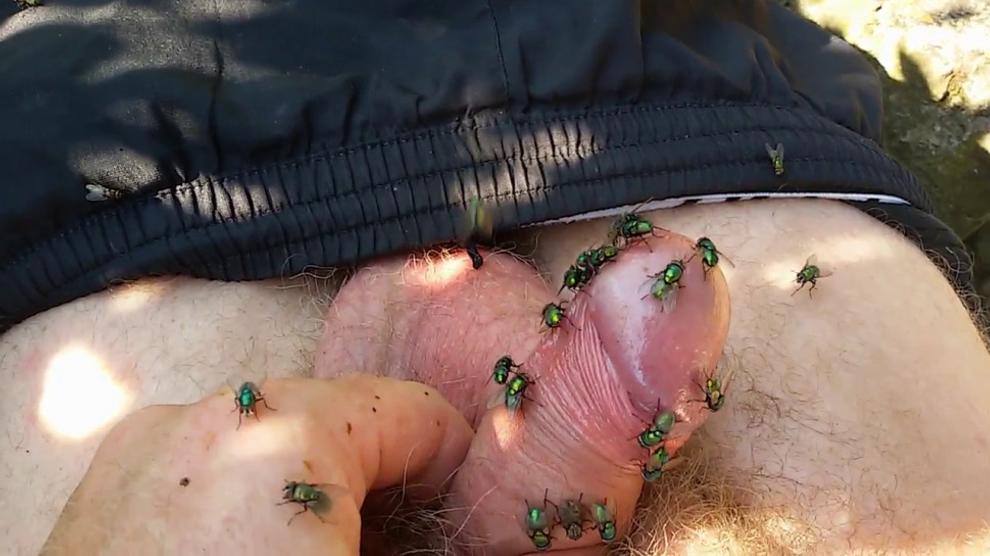 Green Flies On Dick Cock Porn Videos