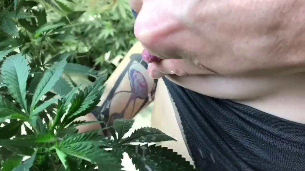 Weed Porn Tits Squirting Milk On Cannabis Leafs Lactating Porn Videos