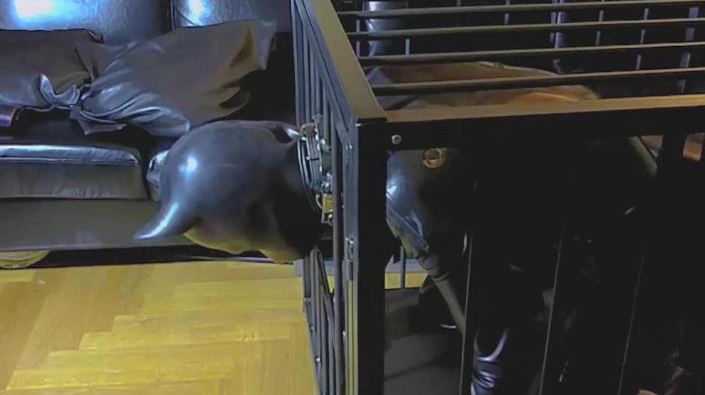 Rubber Puppy Bound In Cage AIUpscaled FHD Porn Videos