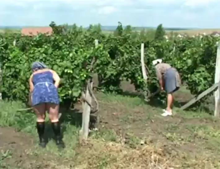 Dans les vignes