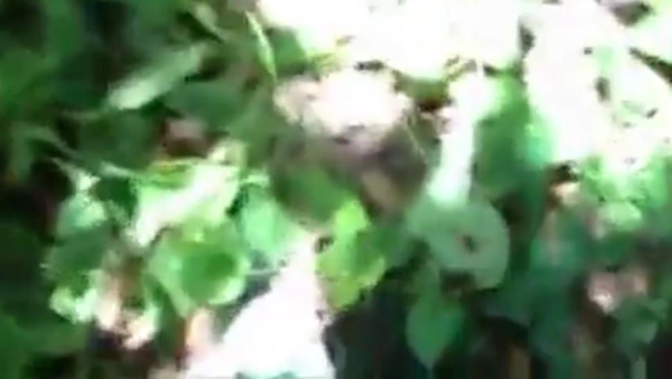Russian girl sucks her lover in bushes in forest Amateur