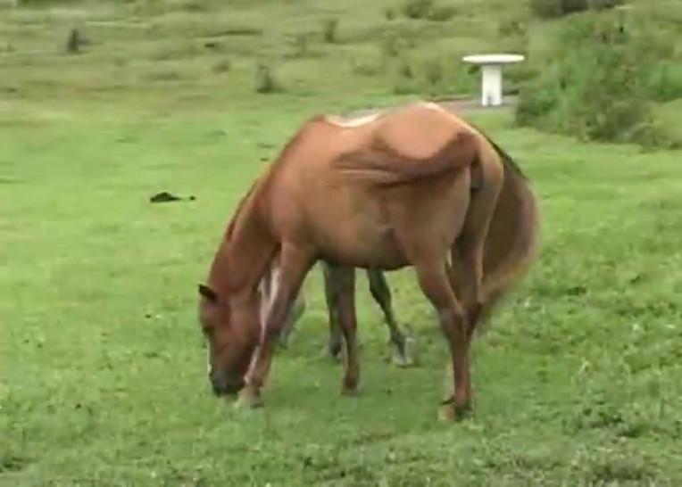 Brazil Farmer Fuck II