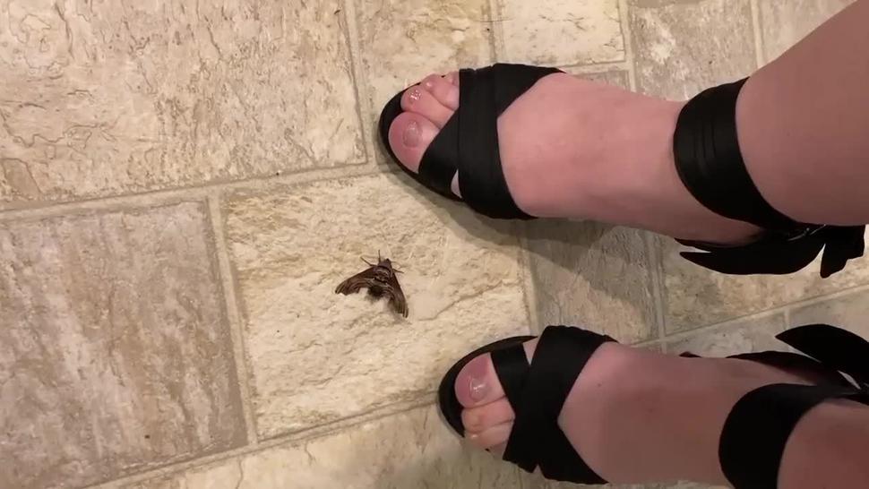 Very exotic giant moth vs sexy black heals