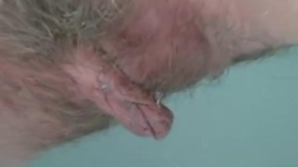 Hairy, creamy pussy, pissing