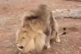2 gay ass lions fucking