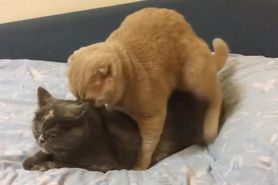 CATS HAVING SEX MAJOR ORGASM