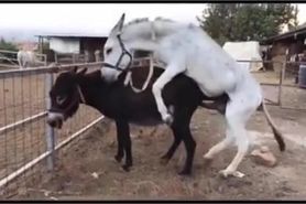 donkey matting video with horse powerfull sex video