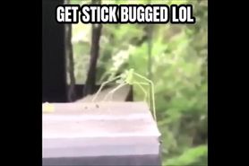 Get stick bugged lol