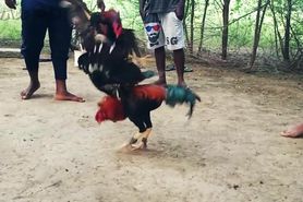 fight rooster