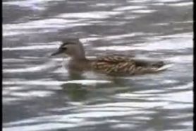 480p_600k_6572.mp4