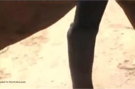 horse penetratin