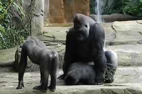 Really Hard Gorilla Like Sex
