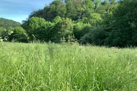 Summer Day Dream - and Mouthhot in Tall Grass