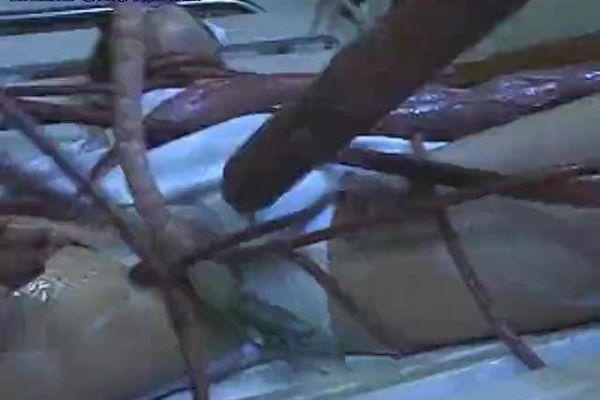 Alien Nurse Porn - alien tentacles attack a nurse - TNAFlix Porn Videos