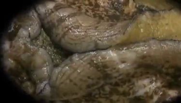 Japanese pervert family TNAFlix Porn Videos