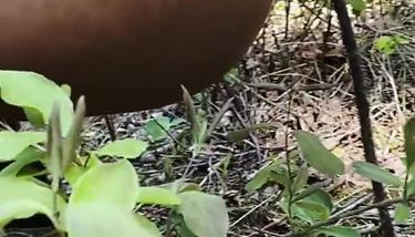 SQUATTING. GIRL. PEE. WOODS. TNAFlix Porn Videos